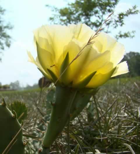 Yellow Prickly Cactus growing in the wild in East Texas